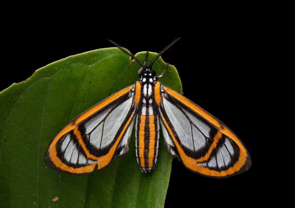 Hyalurga fenestra