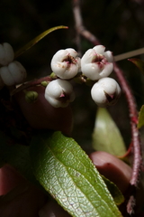 Gaultheria appressa