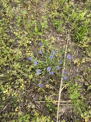 Sisyrinchium pruinosum