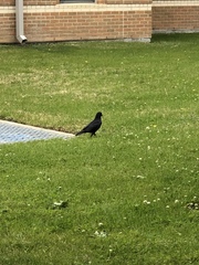 Corvus brachyrhynchos