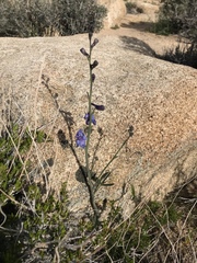 Delphinium parishii