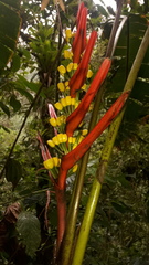 Heliconia schumanniana