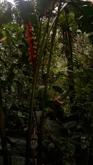 Heliconia schumanniana