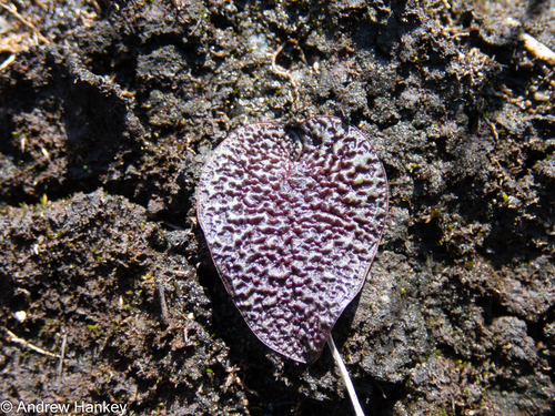 Ledebouria galpinii