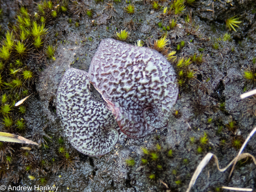 Ledebouria galpinii