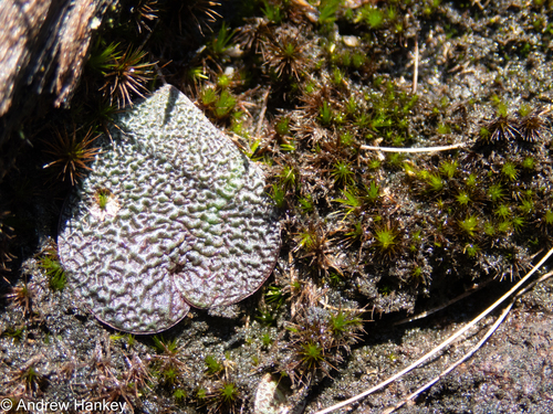 Ledebouria galpinii
