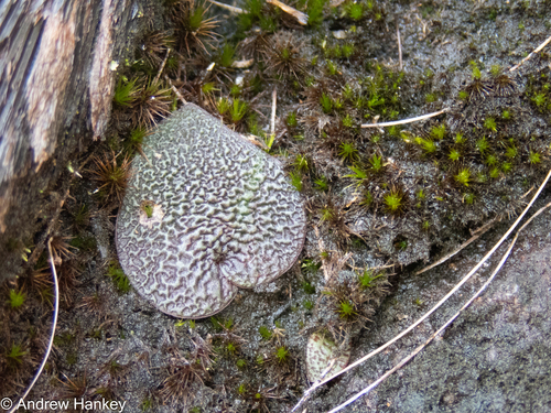 Ledebouria galpinii