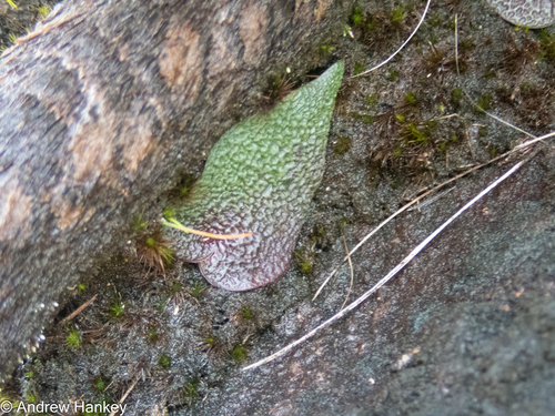 Ledebouria galpinii