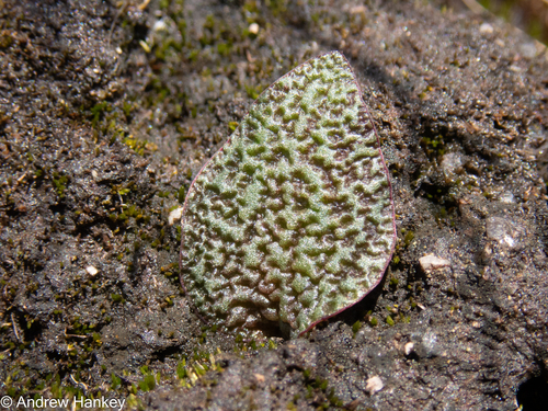 Ledebouria galpinii