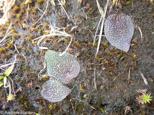 Ledebouria galpinii
