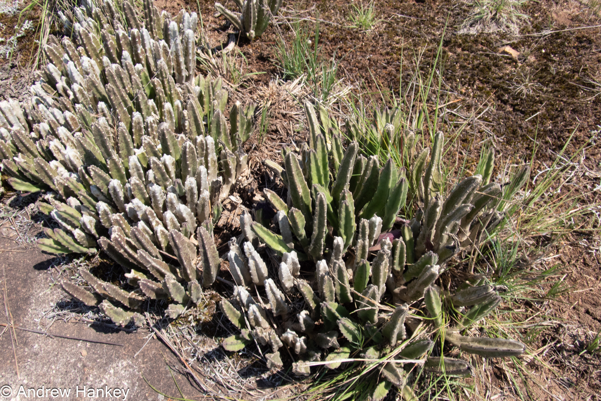 Stapelia leendertziae f. cristata 3