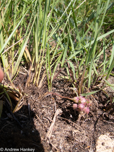 grass-leaved African hyacinth (Ledebouria leptophylla)