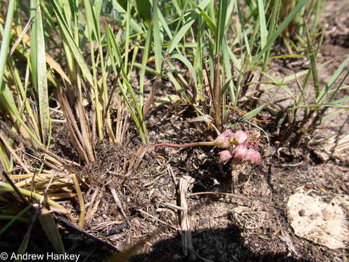 Ledebouria leptophylla