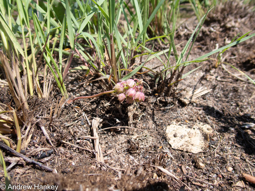 Ledebouria leptophylla