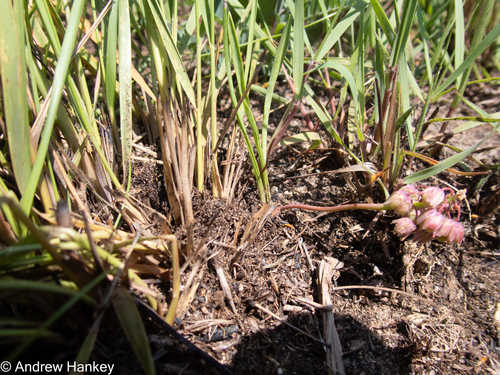 Ledebouria leptophylla