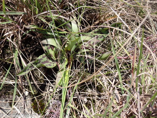 Ledebouria asperifolia