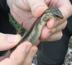 Chalcides ocellatus tiligugu