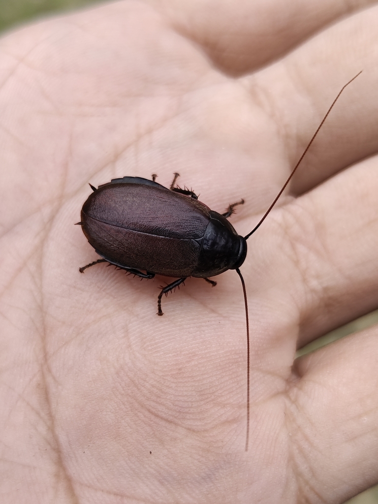 Pacific beetle cockroach