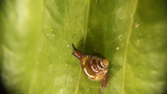 Habroconus