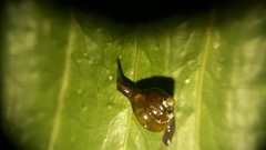 Habroconus