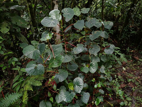 Begonia multinervia, photograph 6