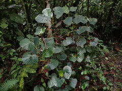 Begonia multinervia, photograph Ellyne Geurts, CC0, iNaturalist via GBIF
