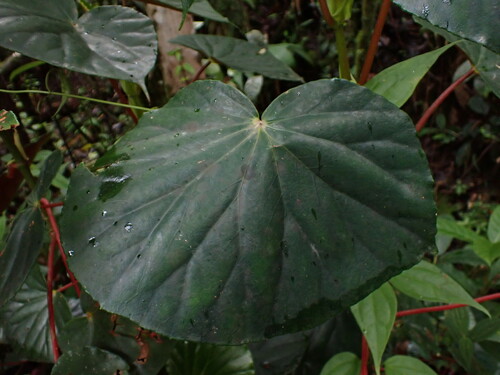 Begonia multinervia