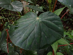 Begonia multinervia