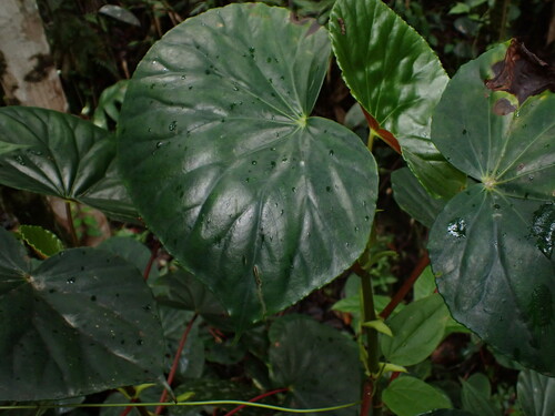 Begonia multinervia, photograph 1