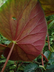 Begonia multinervia, photograph Ellyne Geurts, CC0, iNaturalist via GBIF