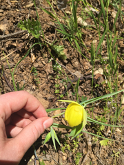 Calochortus pulchellus
