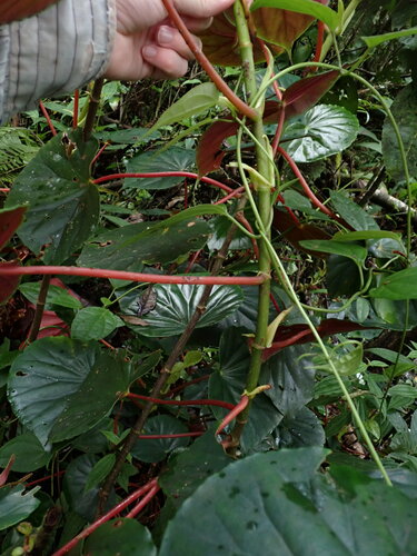 Image of Begonia multinervia by no rights reserved