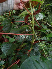 Begonia multinervia, photograph Ellyne Geurts, CC0, iNaturalist via GBIF