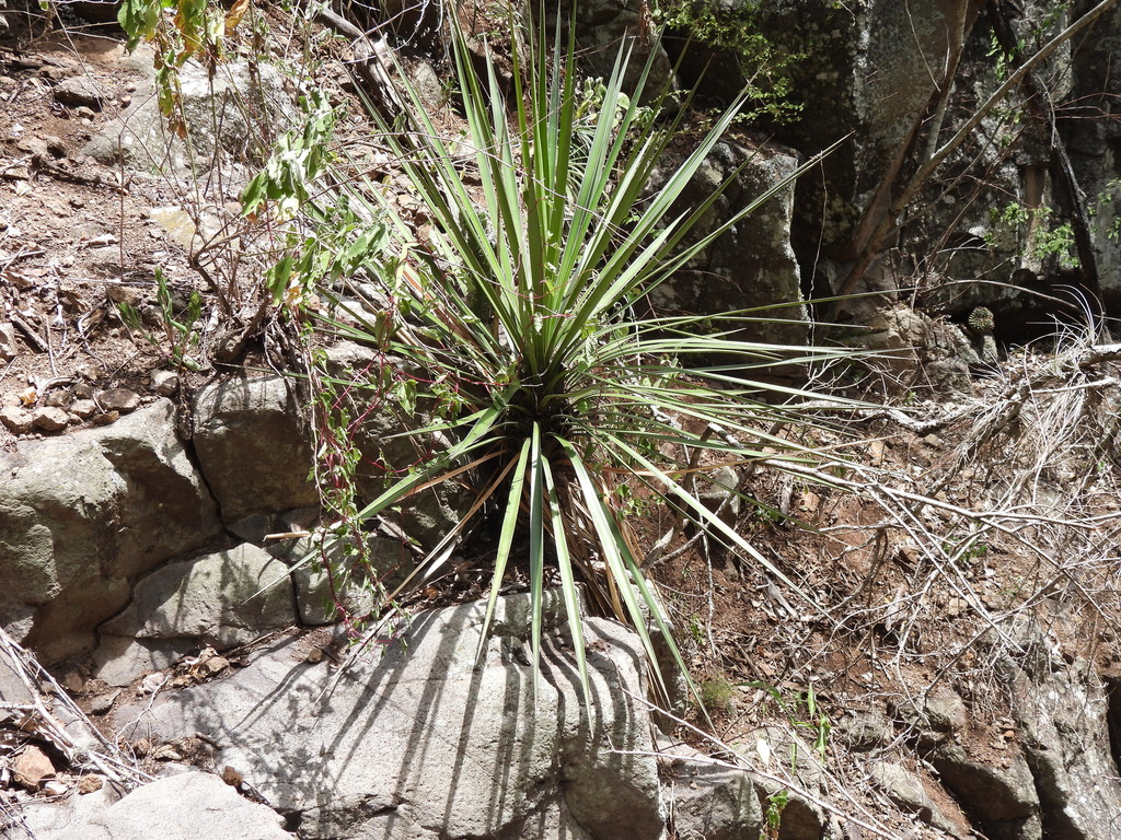 Yucca pinicola