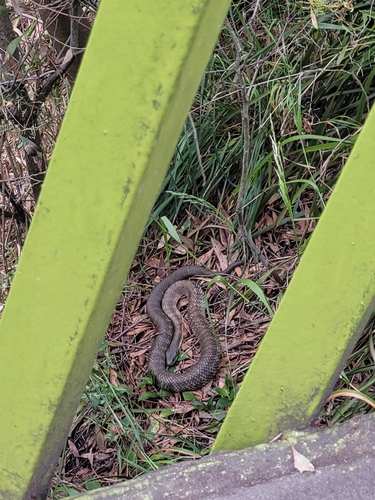 Tiger Snake sighting