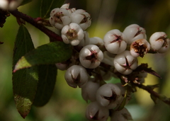 Gaultheria appressa