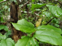 Euonymus leiophloeus