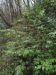 Euonymus leiophloeus