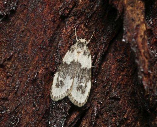 Halone prosenes Turner, 1940