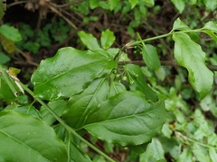 Euonymus leiophloeus