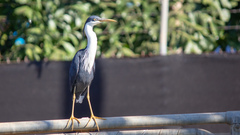 Egretta picata