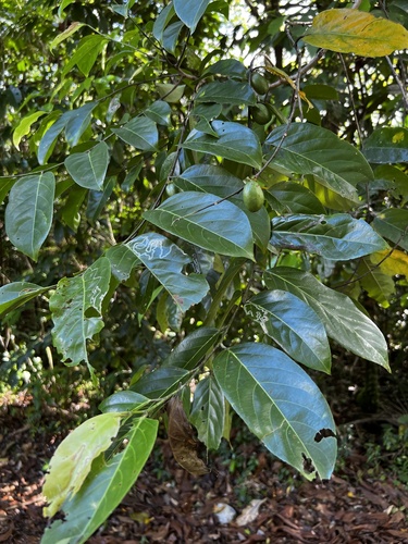 Casearia hirtella observed 2023-12-13