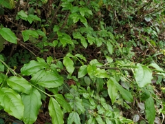 Euonymus leiophloeus