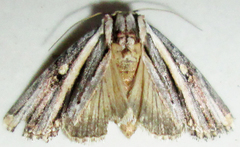 Anedhella rectiradiata