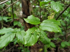 Euonymus leiophloeus