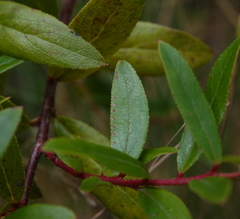 Gaultheria appressa
