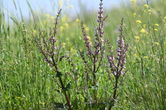 Salvia hierosolymitana