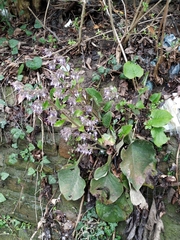 Trachystemon orientalis