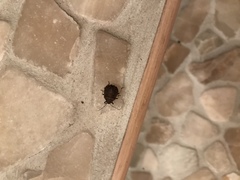 Platycoris bipunctatus