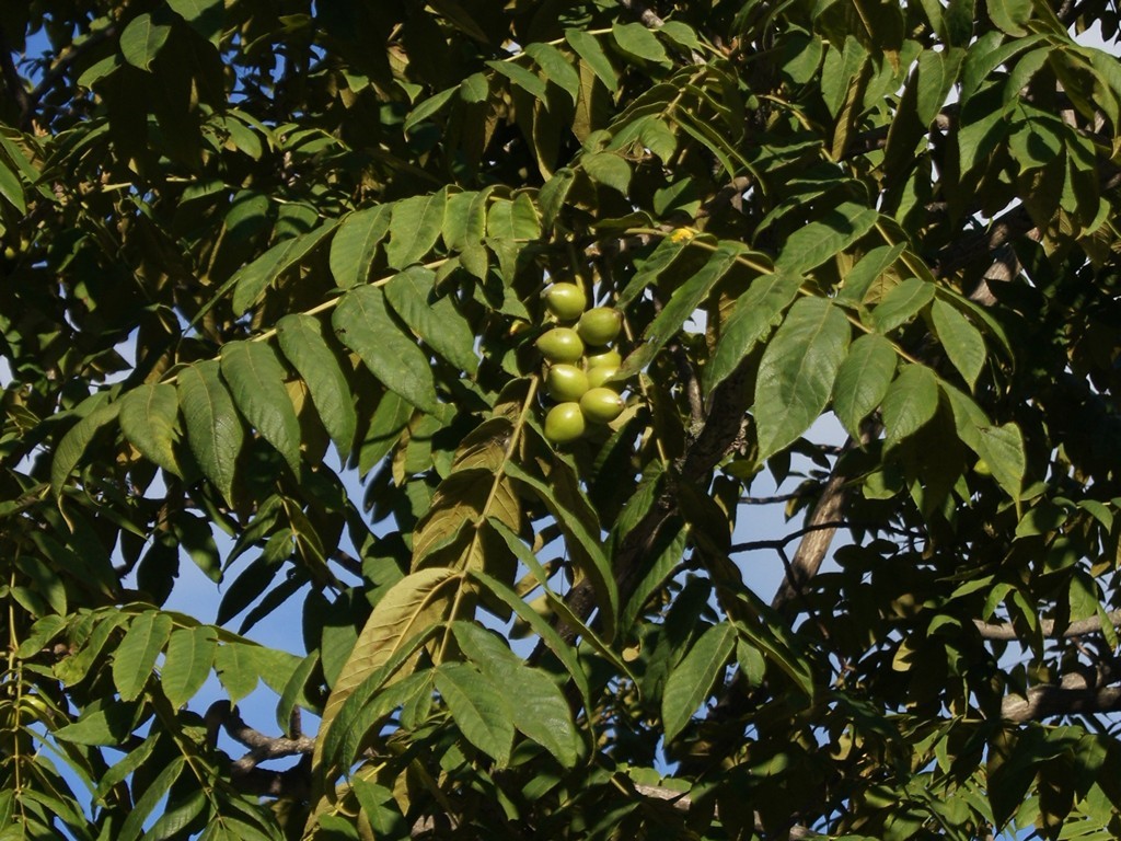 Juglans